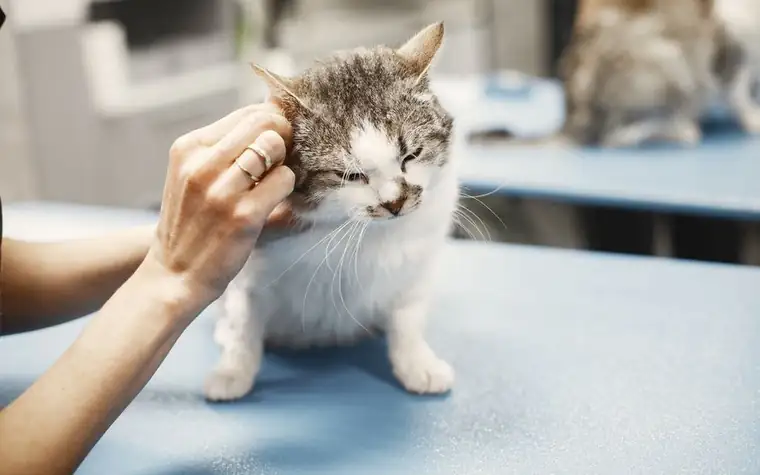 A veterinarian gently examining a small cat during a checkup