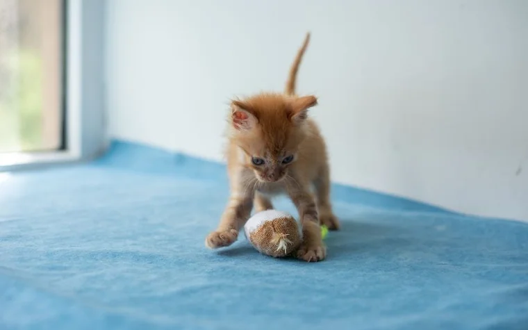 A ginger kitten playing with a toy ball on a blue surface
