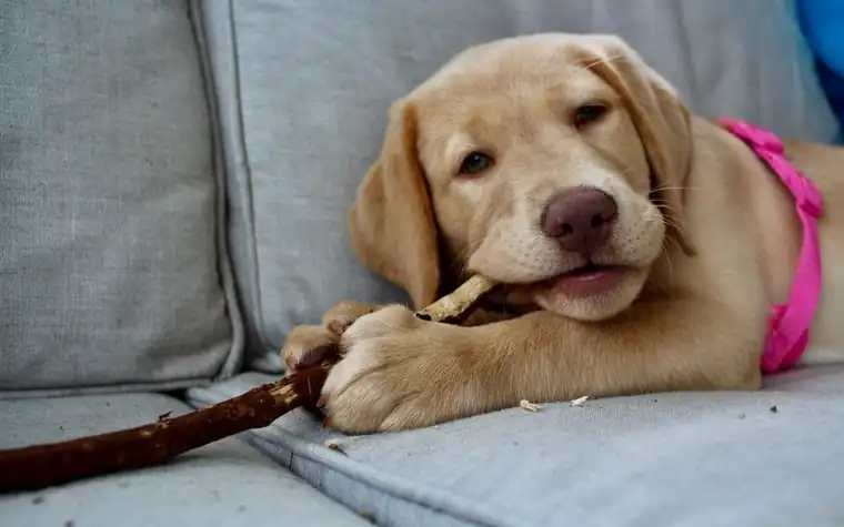 A Labrador retriever puppy chewing a stick on a grey couch