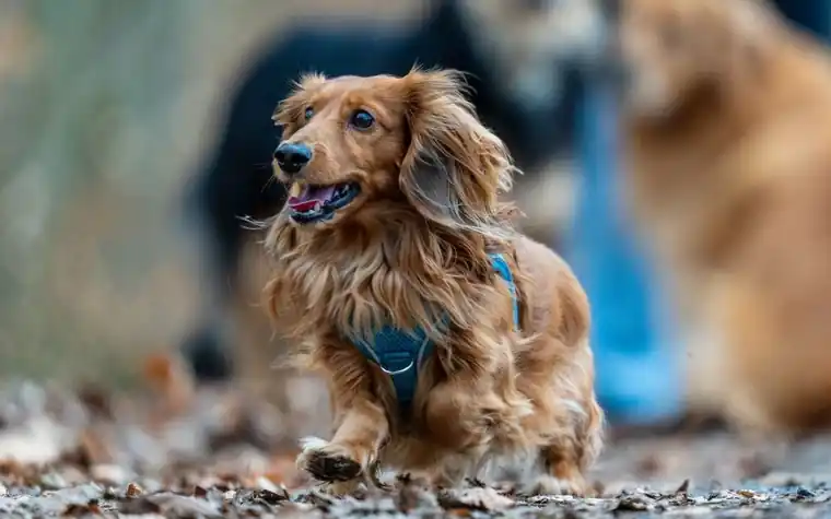 A long-haired dachshund running through autumn leaves