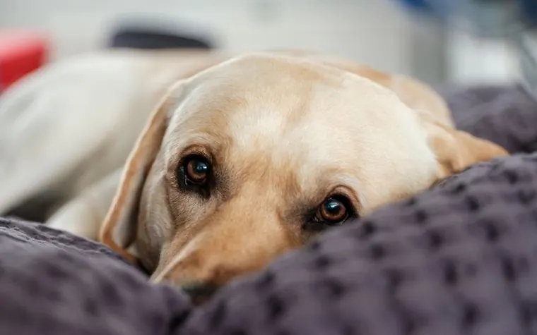 A Labrador retriever with gentle eyes resting its head on a soft pillow
