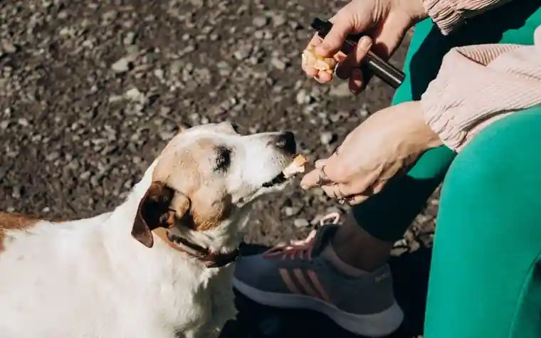 A woman holding out a treat to a dog during a walk outdoors