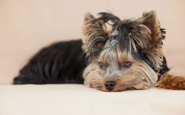 A Yorkshire terrier puppy resting on a cream blanket indoors