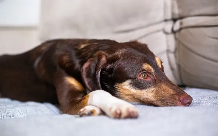 A brown dog resting its head on a gray couch