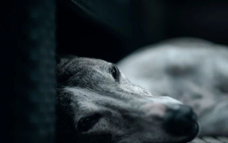 A greyhound lying down in soft low light