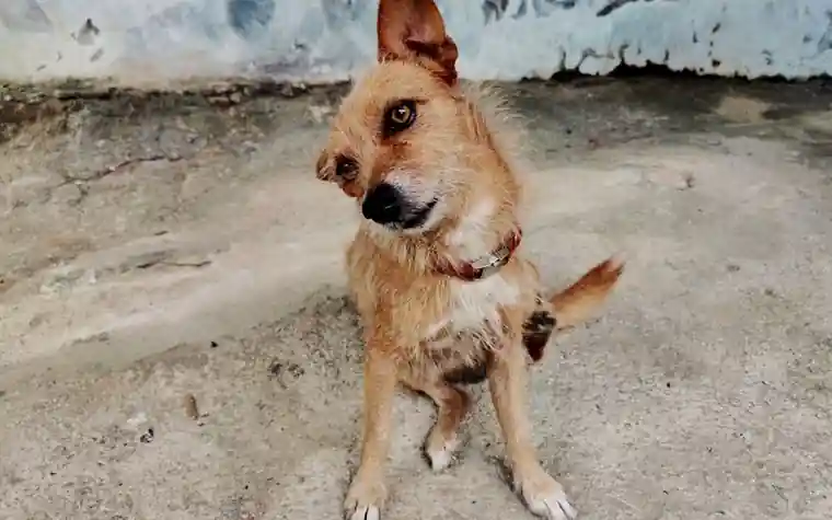 A small tan dog with a red collar tilting its head while sitting on a concrete floor