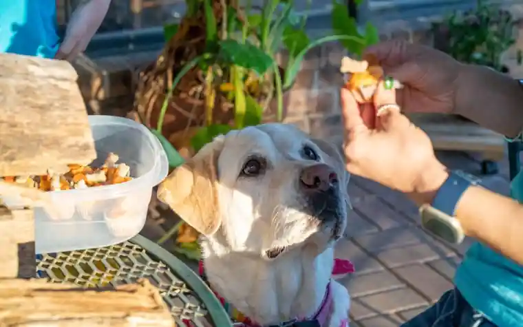 A yellow Labrador looking up at a hand holding a treat