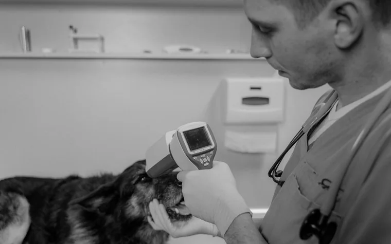 A veterinarian holding a handheld device near a dog's face in an exam room