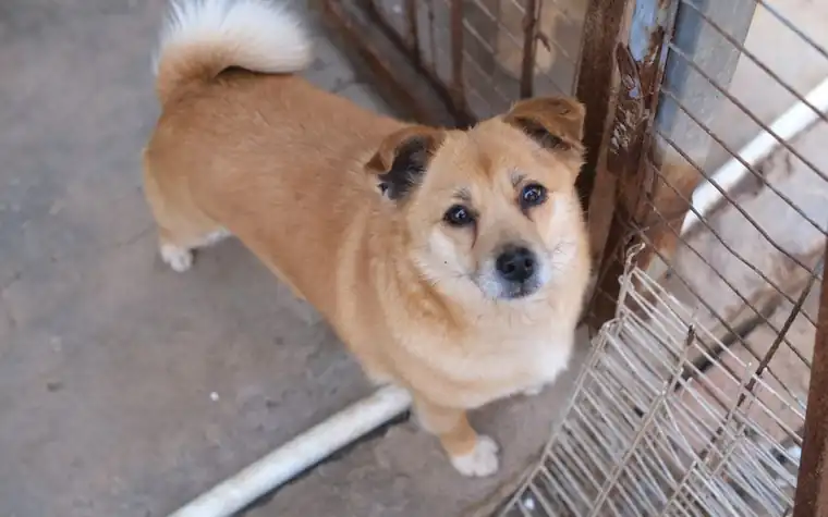 A brown dog looking up from behind a shelter fence