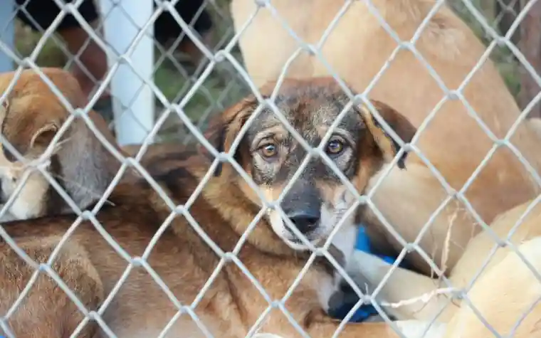 A rescue dog looking through a wire fence at a shelter