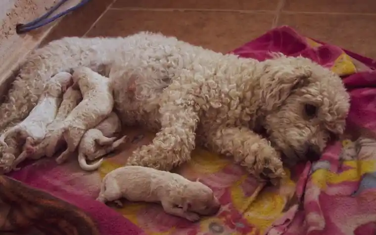 A curly cream dog lying on a pink blanket nursing newborn puppies