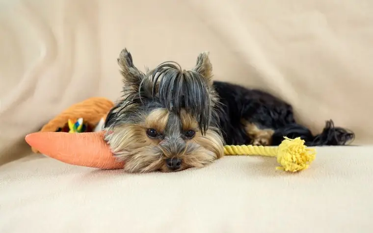 A Yorkshire Terrier lying on a beige blanket beside a toy carrot