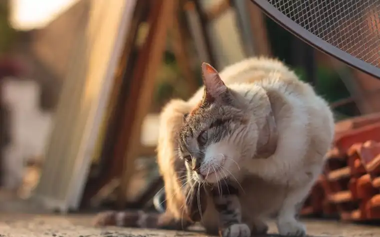 A tabby cat scratching itself outdoors in the sun