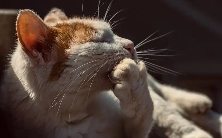 A cat grooming its paw in warm light