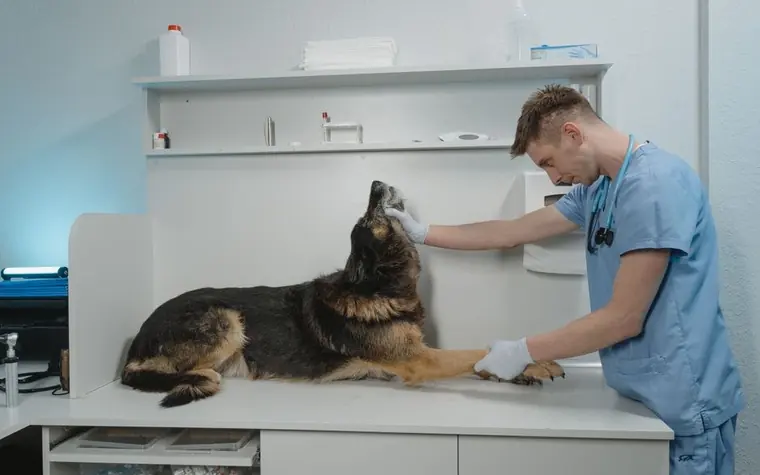 A veterinarian examining a German Shepherd on a clinic table