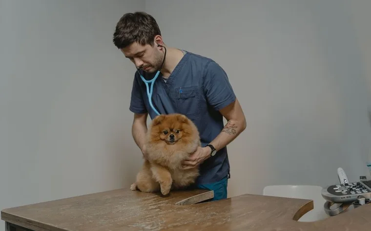 A veterinarian in scrubs examining a small dog on a clinic table