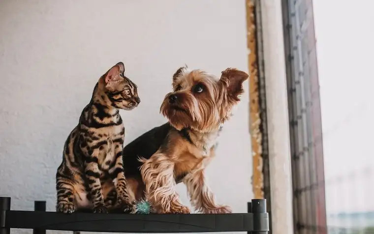 A cat and a small dog sitting side by side indoors