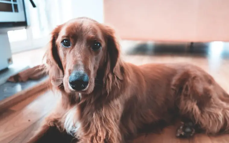 A long-haired ginger dog resting on a wooden floor at home