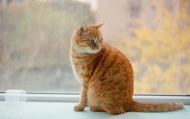 An orange tabby cat sitting on a windowsill looking outside