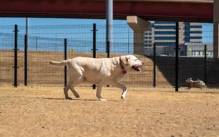 A Labrador Retriever running happily in an outdoor park