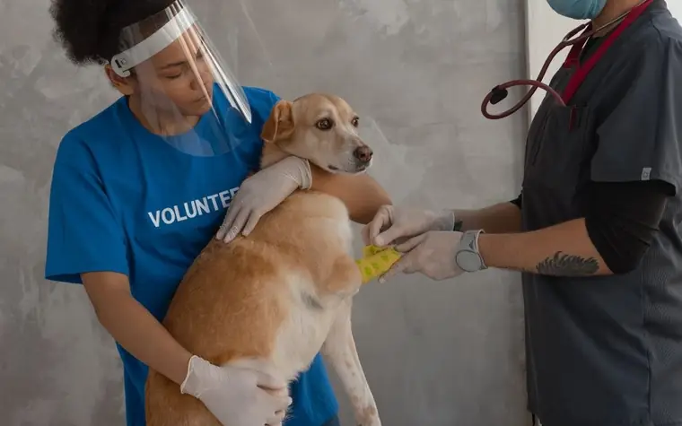 A veterinary volunteer helping examine a dog at a clinic