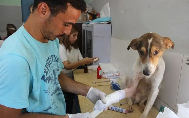 A dog's bandaged paw being checked at a veterinary clinic