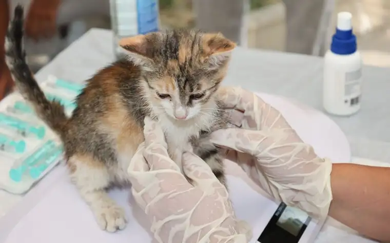 A kitten receiving veterinary care with gloved hands on an exam table