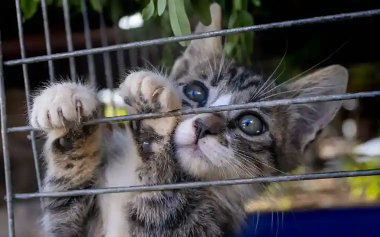 A tabby kitten reaching its paws up inside a boarding cage