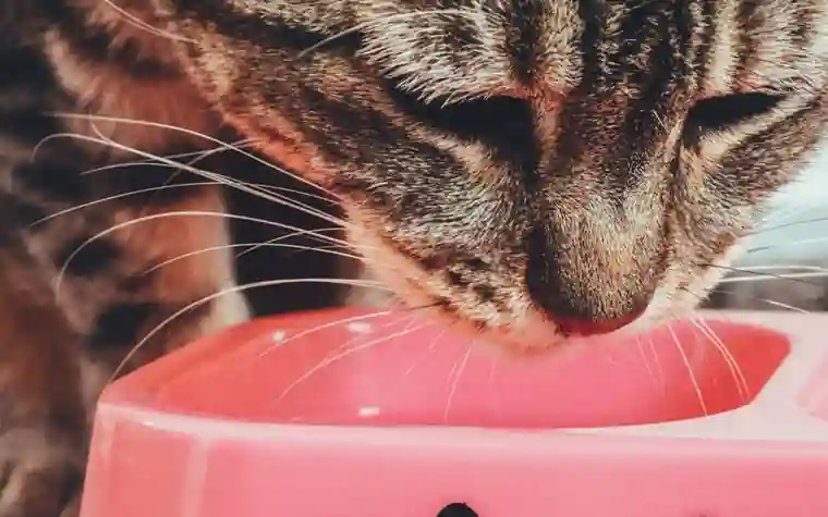 A tabby cat drinking from a pink bowl during an in-home visit