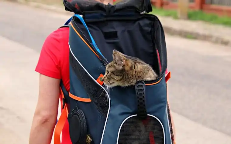 A cat peeking out of a backpack pet carrier worn while traveling
