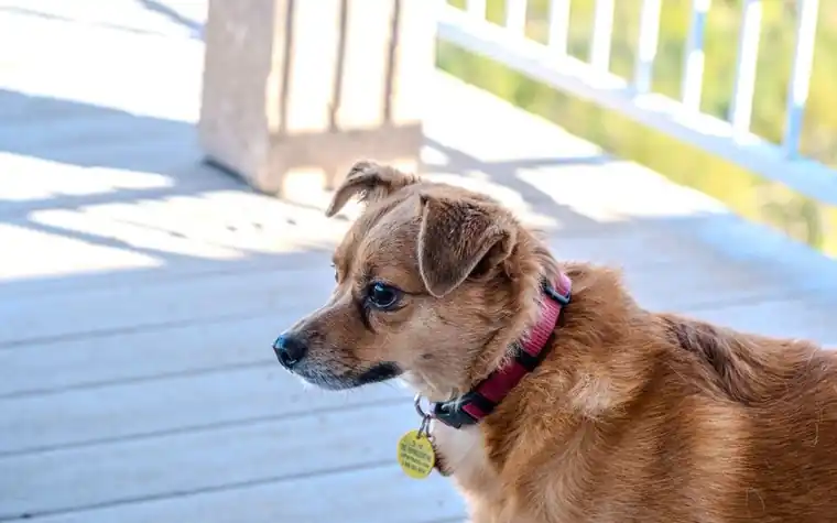 Close-up of a dog collar with an ID tag