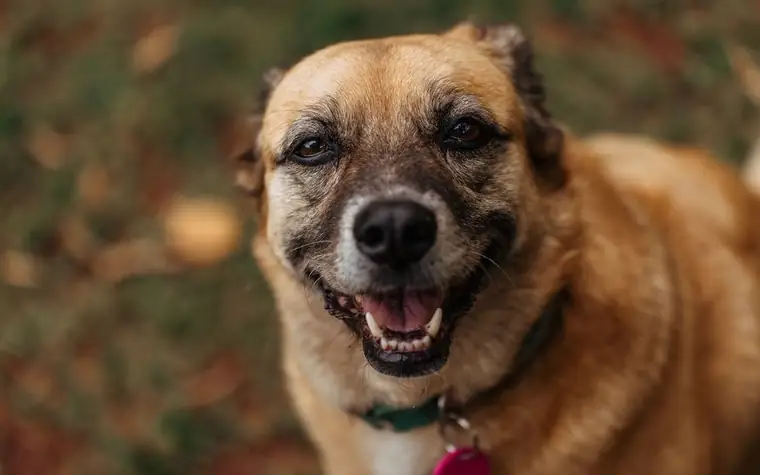 A cheerful dog wearing a collar and ID tag outdoors