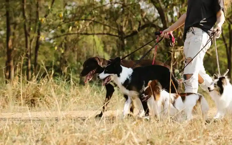 A dog walking on a leash outdoors with its owner