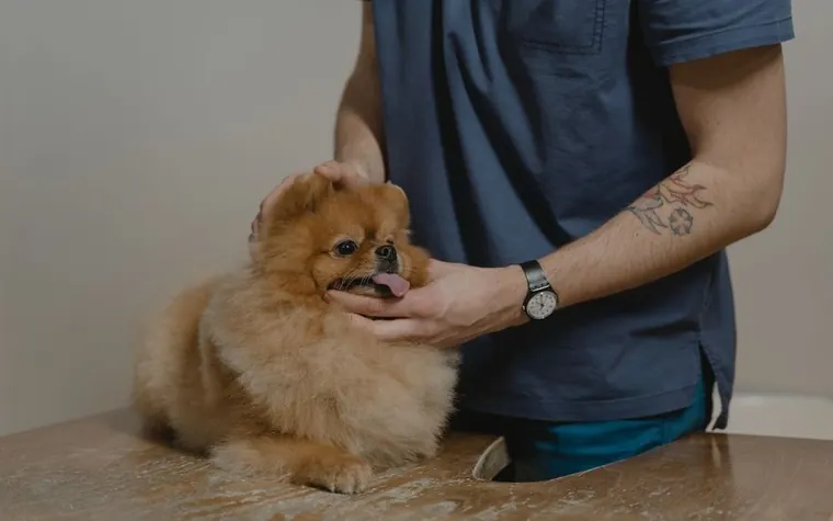 A dog owner applying a topical flea treatment between a dog's shoulder blades