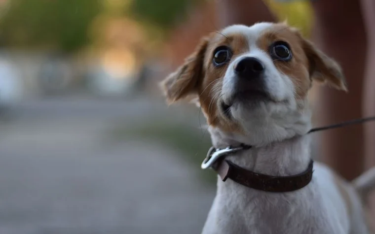 A small dog wearing a flea and tick prevention collar outdoors
