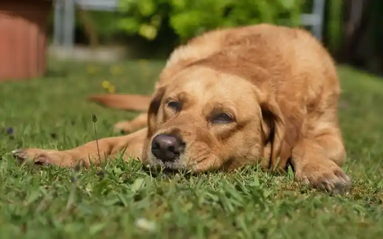 A dog resting on grass in a backyard on a sunny day