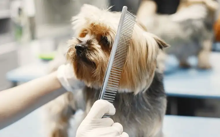 A groomer brushing a fluffy dog's coat on a grooming table