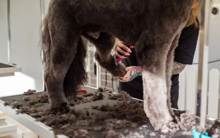 A professional groomer trimming a large dog's fur indoors