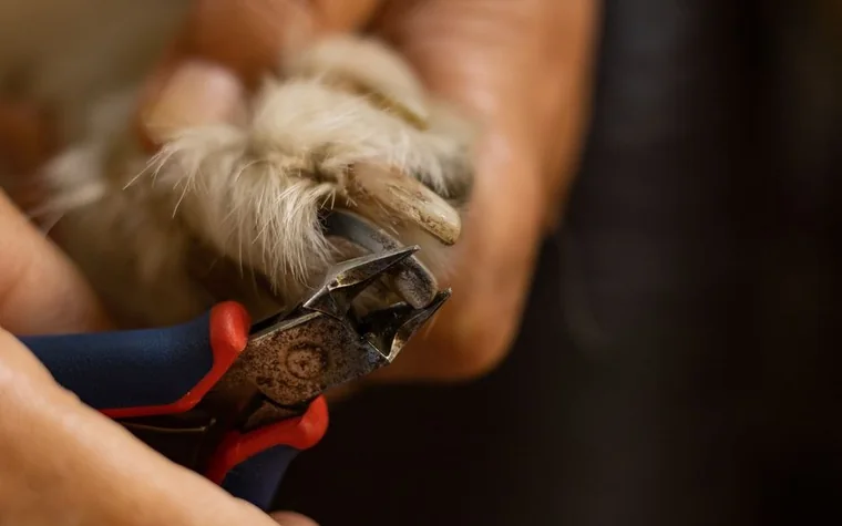 A groomer using clippers to trim a dog's paw fur