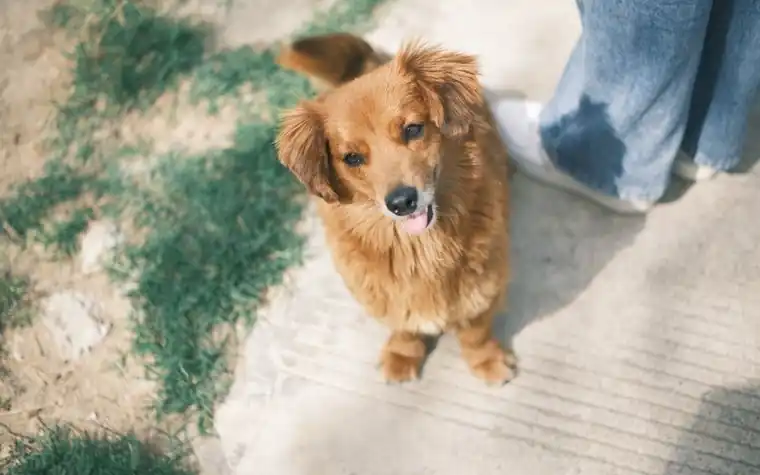 A fluffy golden puppy sitting on a sidewalk looking up