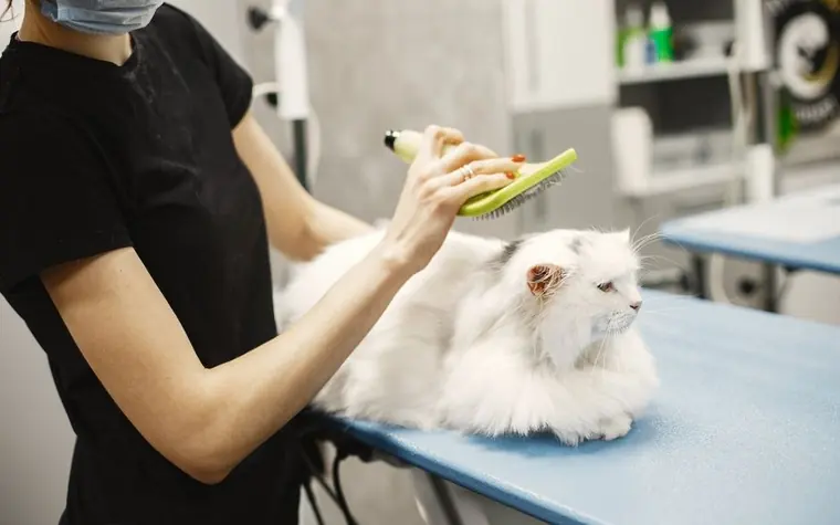Groomer brushing a white long-haired cat on a table