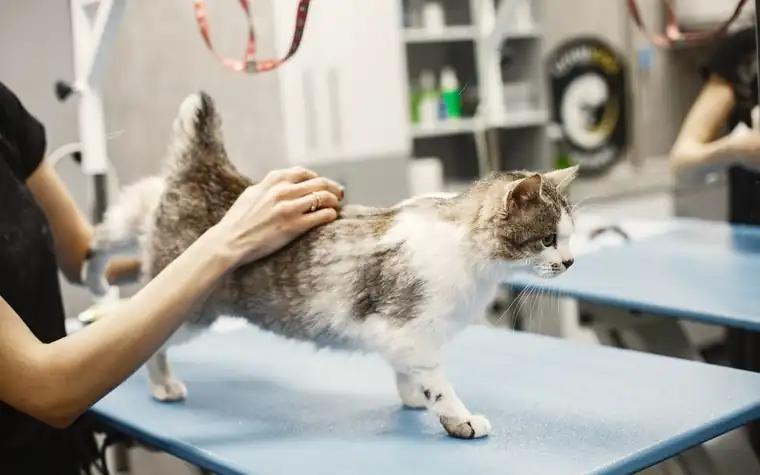 Cat on a grooming table in a salon setup