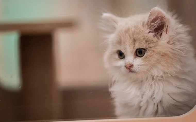 Close-up portrait of a fluffy kitten