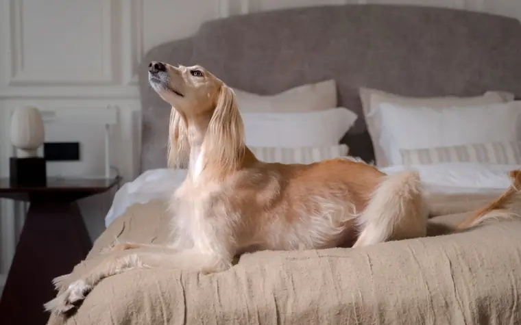 A fluffy dog relaxing on a hotel bed looking upward