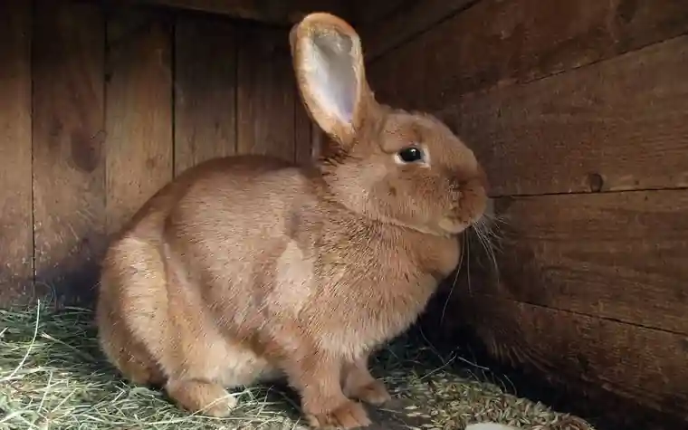 Brown and white rabbit sitting inside a wire hutch with hay
