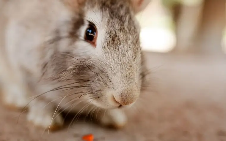 Close-up of a rabbit's face with whiskers and hay