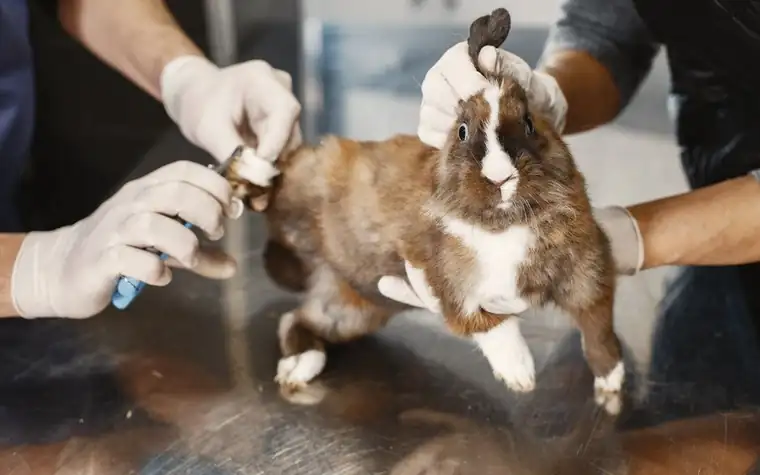 Veterinarian examining a rabbit on an exam table
