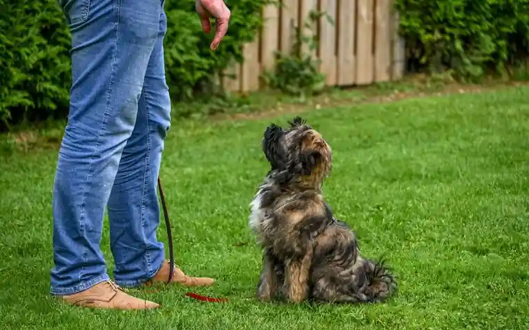 Small shaggy dog sitting attentively on grass beside its owner's legs during a training session