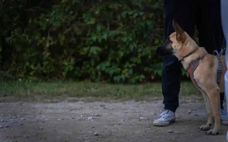 German Shepherd standing beside a person on a gravel path during a training walk