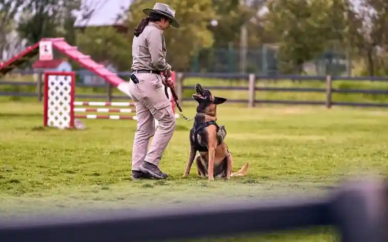 Trainer in a hat working with a Belgian Malinois on an obedience course